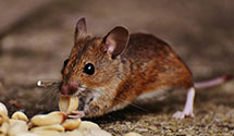 24 Hour & Emergency Exterminators in King Salmon, AK